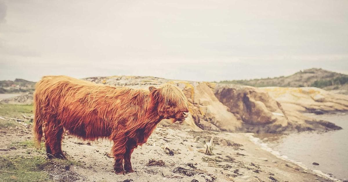 Rəqəmsal transformasiya: dövlət xidmətlərinin gələcəyi